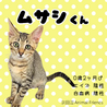 8/17(日)里親会！ぴえん顔が可愛い♂ムサシ君 サムネイル2