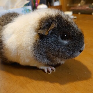 モルモットの里親さん募集