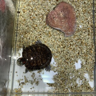 亀の里親募集します！