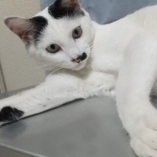 ハリキリボーイ、がんばんくん♪