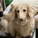 元気なシニア犬です