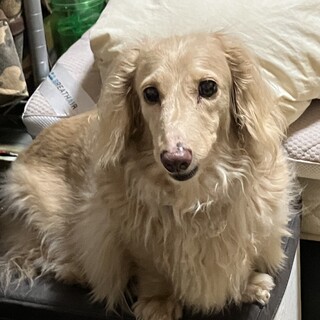 元気なシニア犬です
