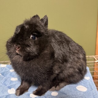 純血種ネザーランドドワーフ・ママ引退のため