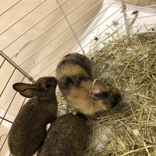 うさぎ　茶と黒　まるでラガーマンカラー