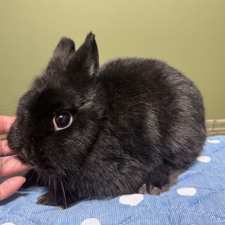 純血種ネザーランドドワーフブラックの引退ママ