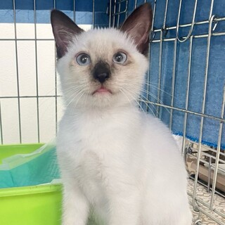 お転婆娘☆れんげちゃん