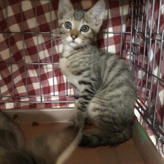 さすけねこ。→ Cat Shelter in Your Heartsが投稿した里親募集