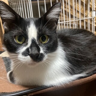 物怖じしない人なれ抜群八割れ女の子1歳