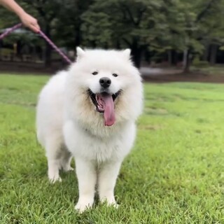犬も人も大好き！サモエドのジョージ！！