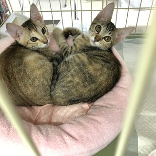 さすけねこ 出品 ペットプロ キャットタワー スイング 高さ38cm ねこがくれ 爪