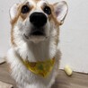 フクザワ、