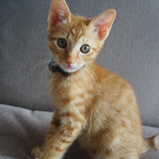 メル(アズの兄弟)