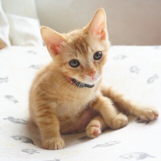 アズ(メルの兄弟)