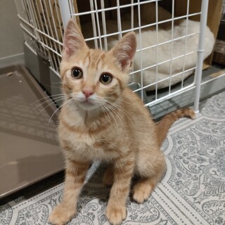 怖いけど甘えたい♡ぴーまん君