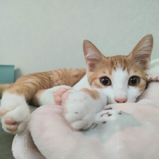 食いしん坊な甘えた♡ごーやん君