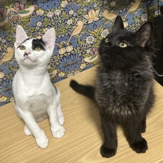 【8/24新橋】スリゴロもふもふファゴット