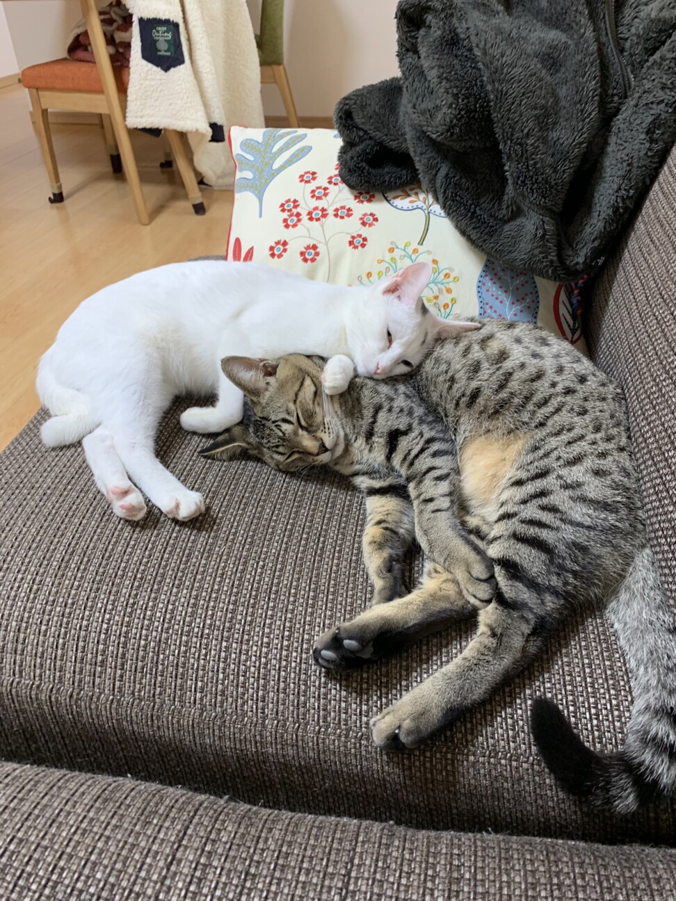 一閑張り　一閑張りバック　白猫　 昼寝猫　猫沢山　素敵 H16248-22_e055b2f6-9020-426f-