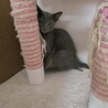 ロシアンブルーMIX 穏やかな子猫 サムネイル2