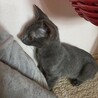 ロシアンブルーMIX 穏やかな子猫 サムネイル3