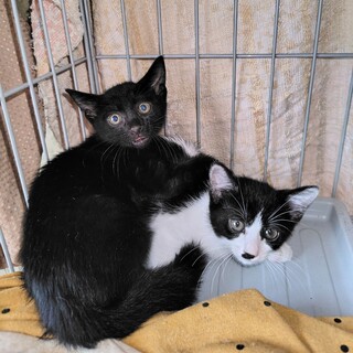 ｸﾛ【ｸﾞﾚｰｾﾞ】＆白黒【ﾊﾞﾆﾗ】！（予約済）