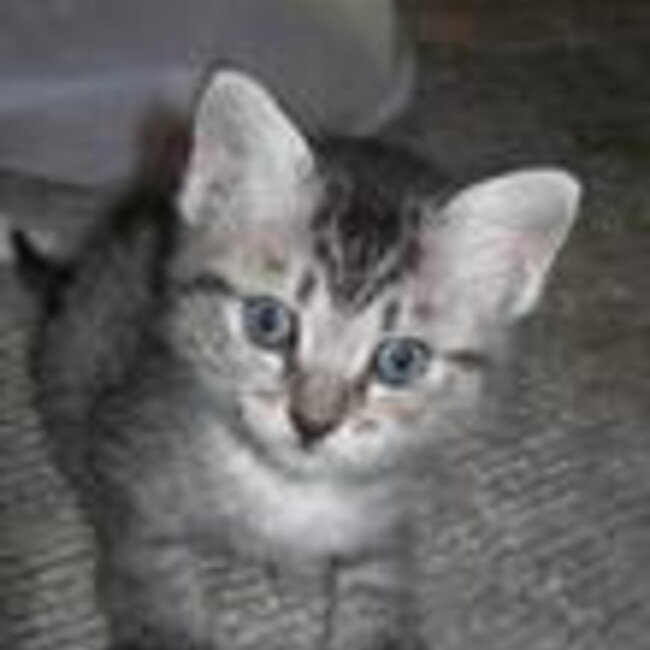 もぐどらこりあのカバー写真