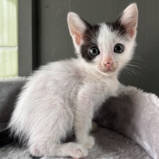 【白黒ハチワレ兄弟】小さめ女の子