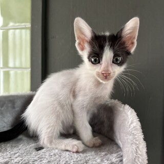 【白黒ハチワレ兄弟】白多めの男の子