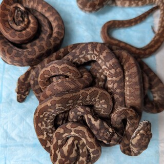 カーペットパイソン