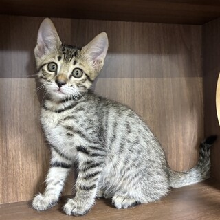 【手術済】キジトラちゃん