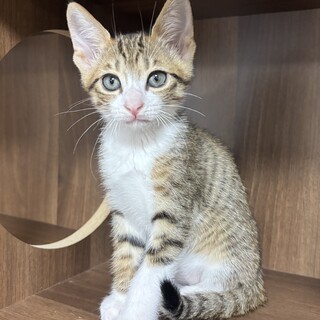 【手術済】キジ白ちゃん