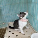一緒に遊んでほしいキジ白ちゃん