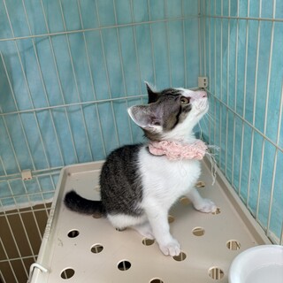 一緒に遊んでほしいキジ白ちゃん