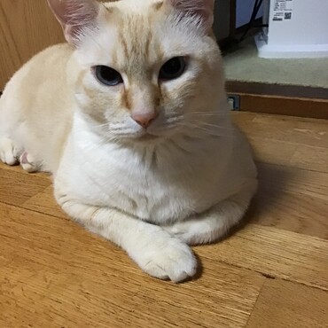 猫 × 不明 × レッサーパンダ」に該当するTsubasa27さんの