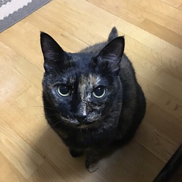 猫 × コーニッシュレックスMIX」に該当する細川まどかさんの