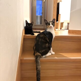 人が大好き♡甘えん坊な三毛猫さん