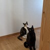 人が大好き♡甘えん坊な三毛猫さん サムネイル4