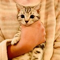 血統書付き。ゴロゴロ音に癒されるっ！