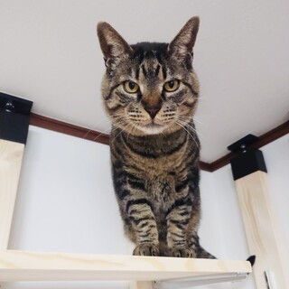 愛嬌いっぱいな弟分！玄武【FIVキャリア】