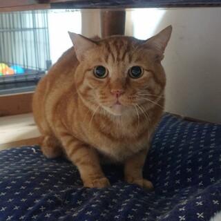 丸顔選手権優勝候補！朱雀君【FIVキャリア】