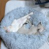 小林さんちの銀麦さん