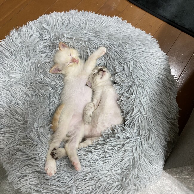 小林さんちの銀麦のカバー写真