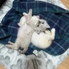 仲良くお昼寝