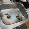 シンクが大好き(おかげで常に綺麗を保させて頂いています笑)
