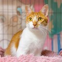 パセリくん♪ ぎゅっと抱きしめたくなる甘えん坊