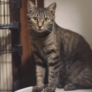 小さな体でがんばったお母さんフクちゃん