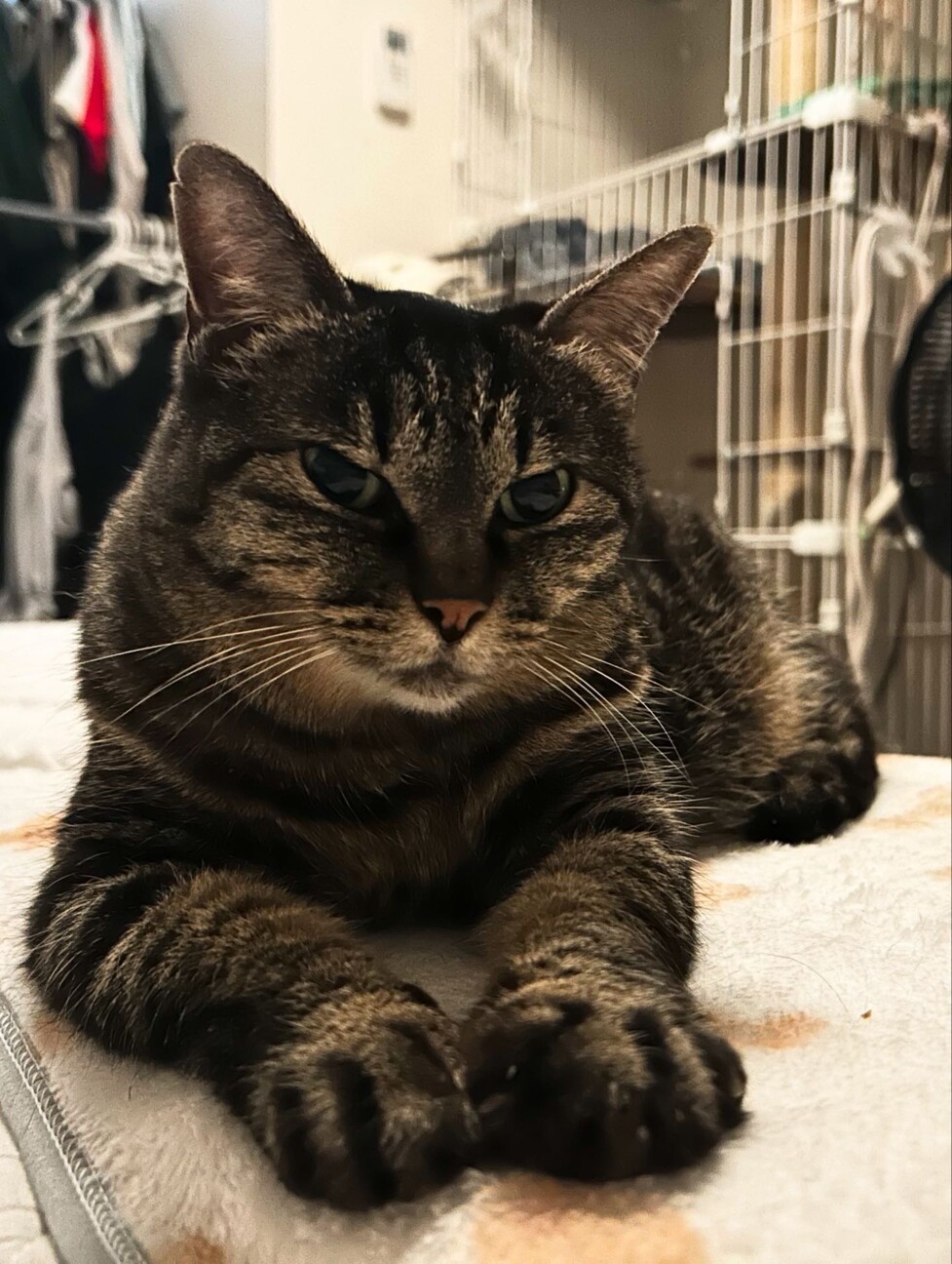 ルールー