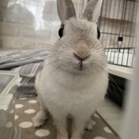 おもち
