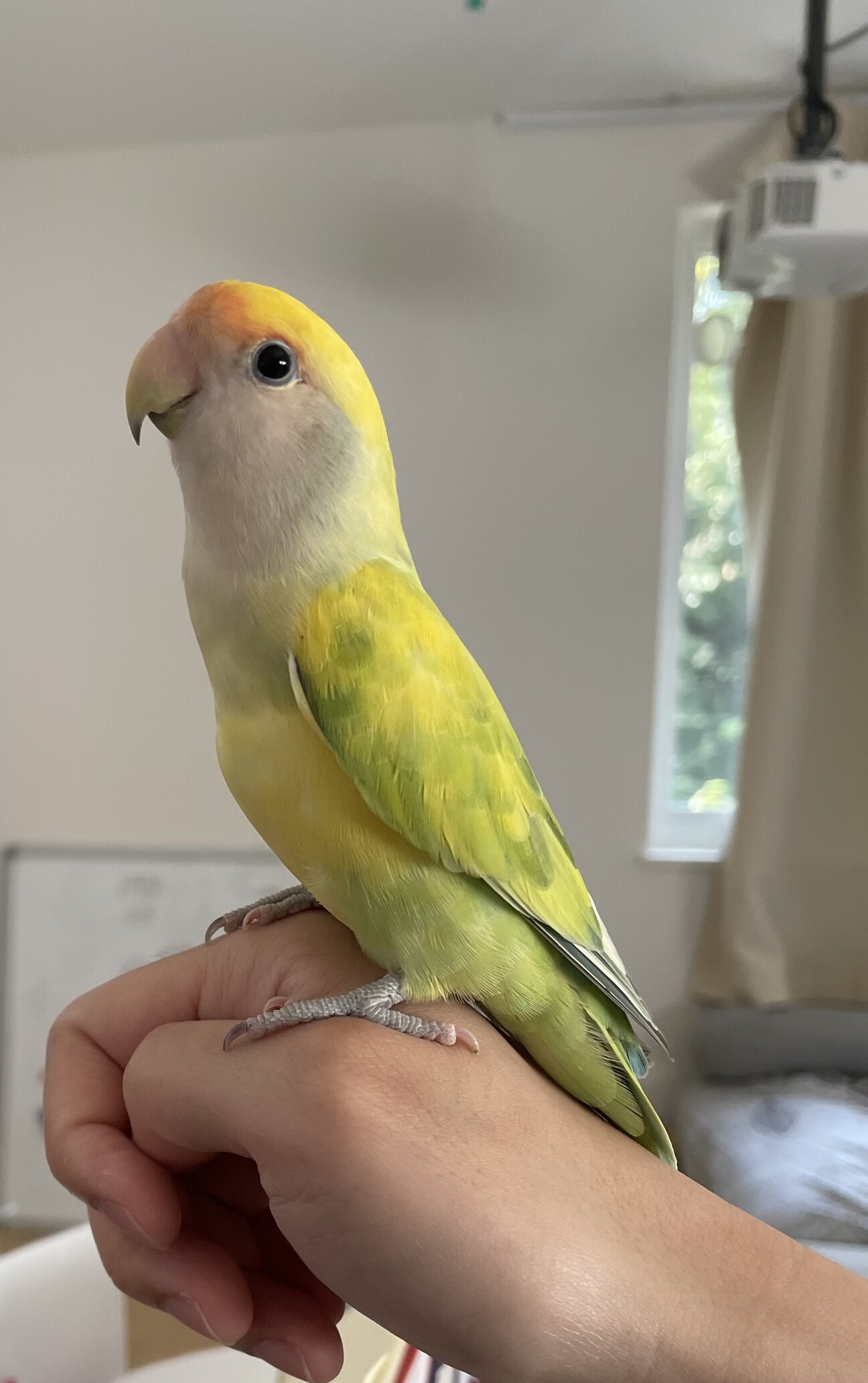 コザクラインコ　リクエストページ 交渉中)手乗りコザクラ」埼玉県 - 鳥の里親募集(523000) :: ペット