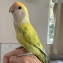 (交渉中)手乗りコザクラインコ仲良し2兄弟