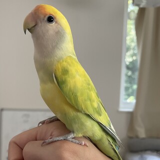 (交渉中)手乗りコザクラインコ仲良し2兄弟